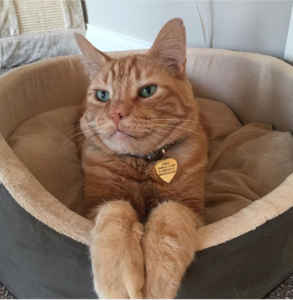 Fang the cat