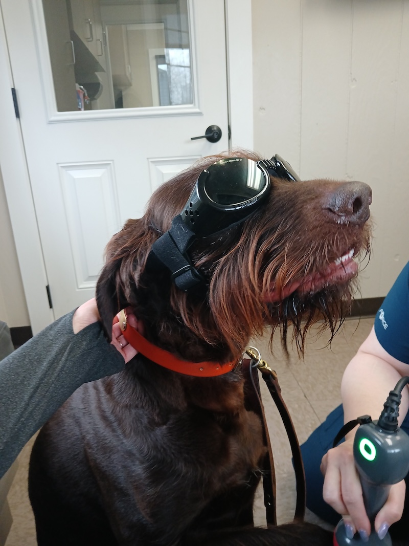 dog wearing doggles