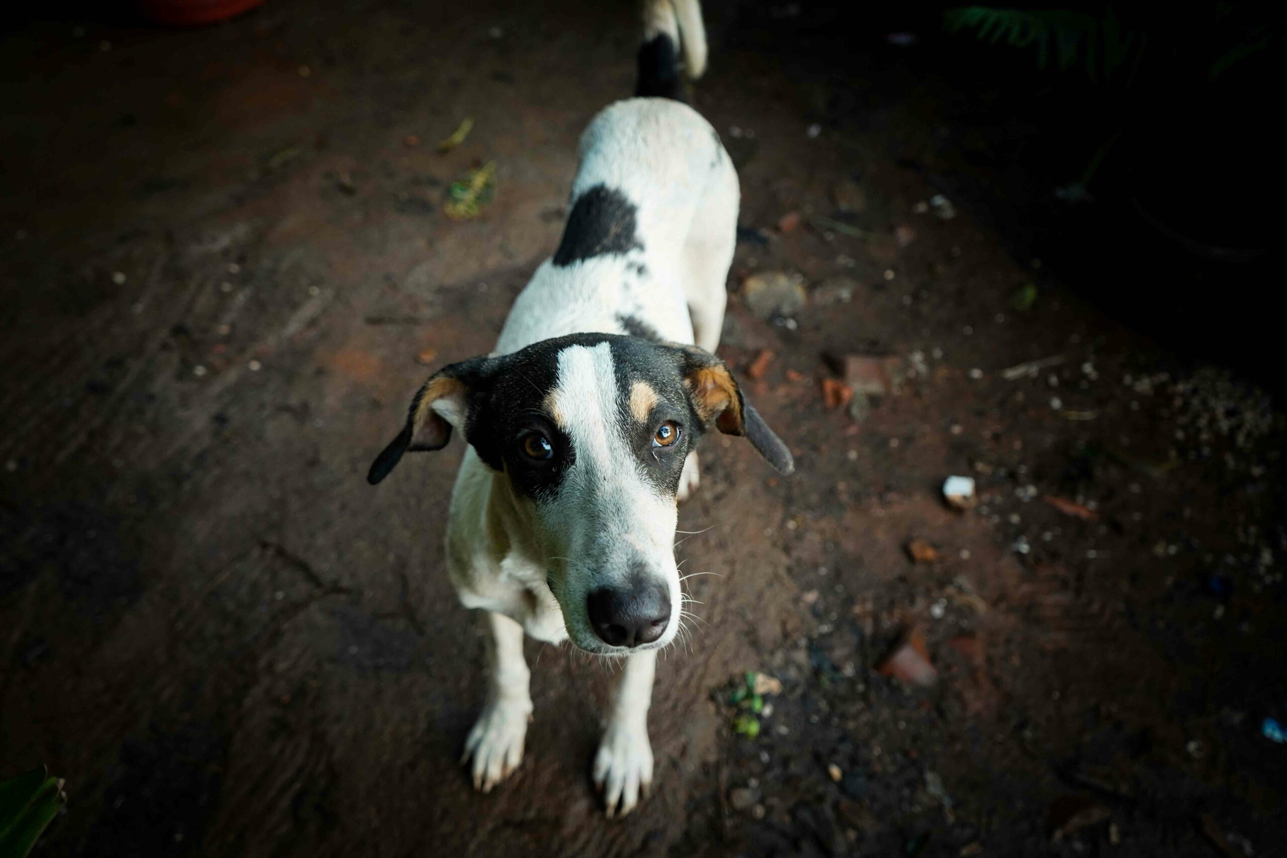 What-Is-Pet-Microchipping-and-How-Does-It-Work Photo