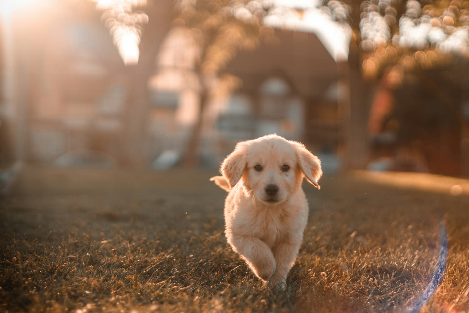 dog-days-of-summer dog-days-of-summer